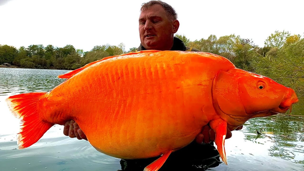 The History Of Goldfish