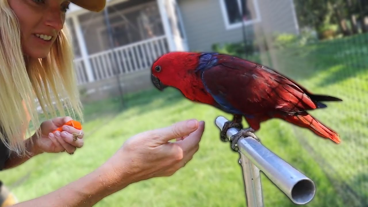 Some Biting and a BREAKTHROUGH With Fennel The Eclectus Parrot