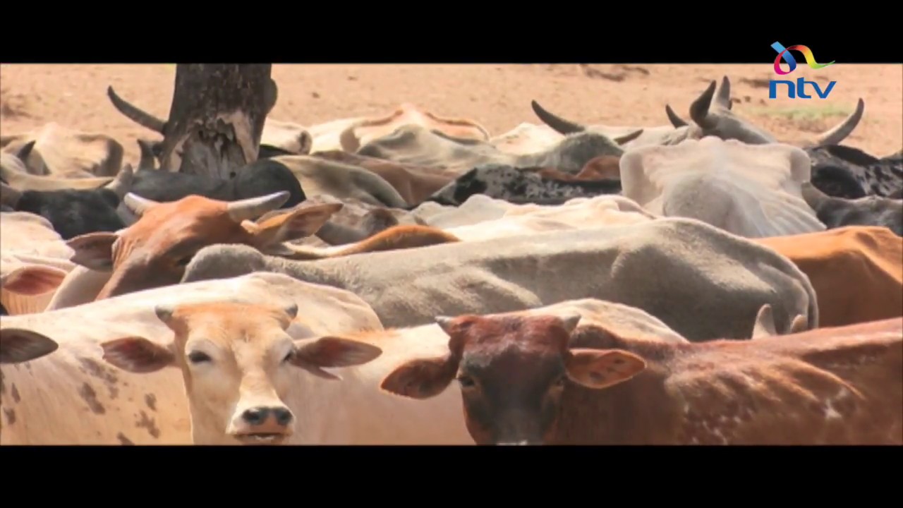 The pastoral way of life threatened with extinction