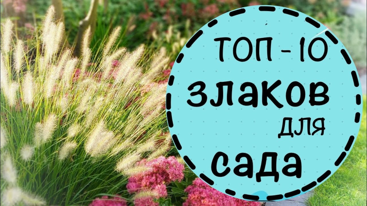 ☘️ТОП 10 самых любимых и не любимых злаков. ☘️С чем сочетать? Что учесть?☘️Октябрь 2022☘️Германия☘️