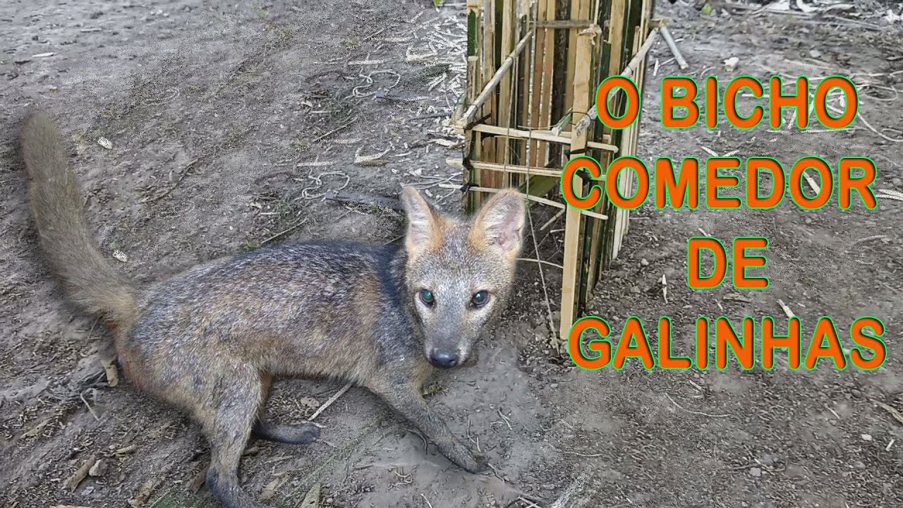 como pegar o bicho comedor de galinhas