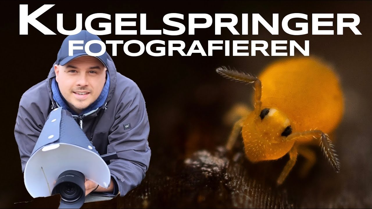 Extreme Makros vom Kugelspringer - Naturfotografie vor der Haustür