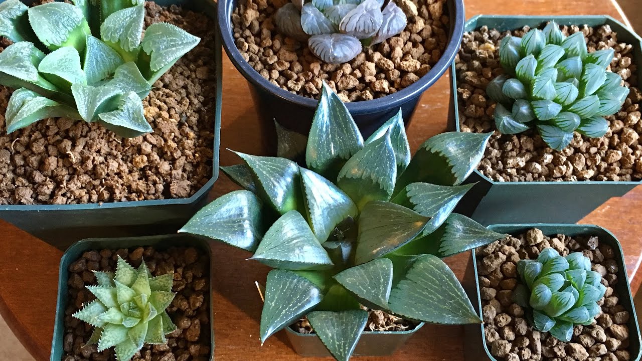 AKADAMA: How fast does it break down? When to replace? — Haworthia Succulent Soil Grow Mix { 2018 }