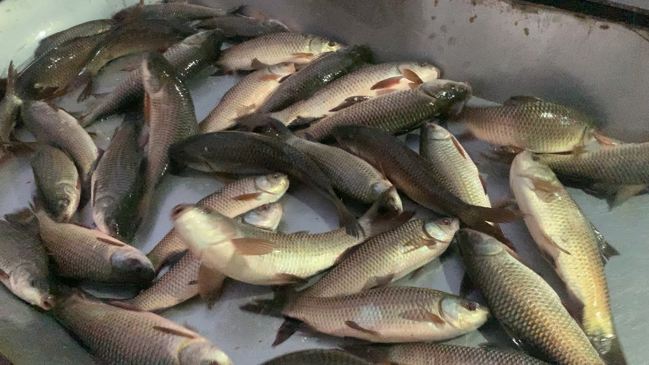 wow big big size Roifish selling live skills by expert fish seller in Fishmarket 