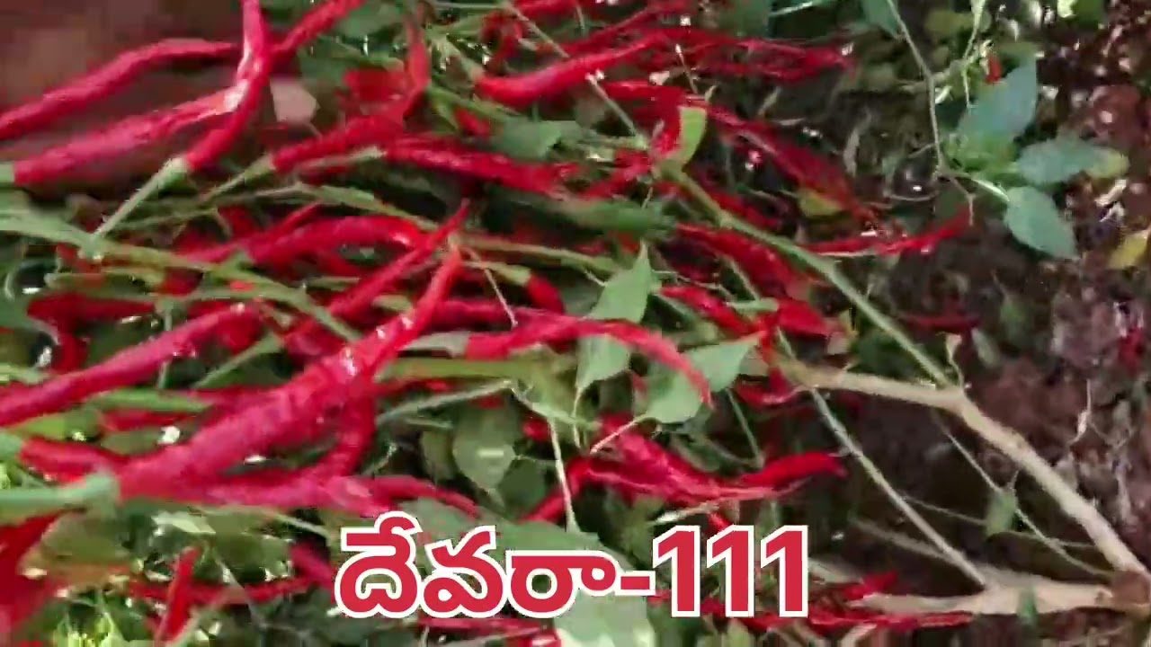 5 అడుగుల ఎత్తున పై నుండి చివర వరకు చిక్కటి కాపుతో SPICE VEG DEVARA-111