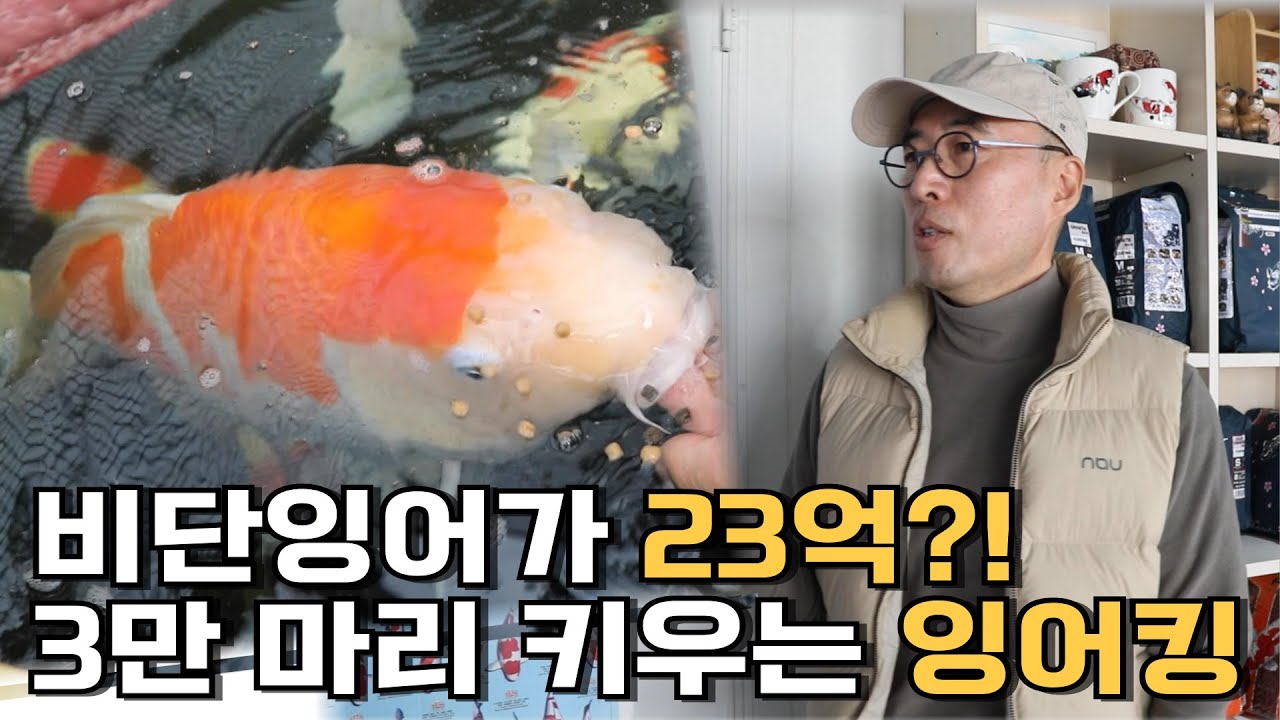 비단잉어가 23억?! 3만 마리 키우는 잉어킹