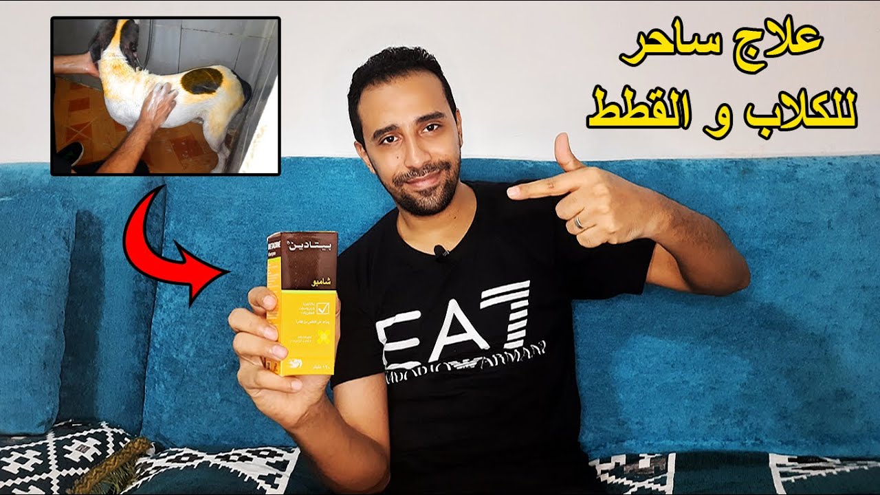 علاج الأمراض الجلدية الفطريات والبكتيريا والفيروسات للكلاب والقطط