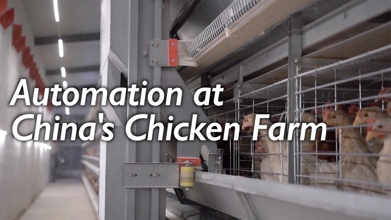 Smart equipment facilitates chicken egg production in China