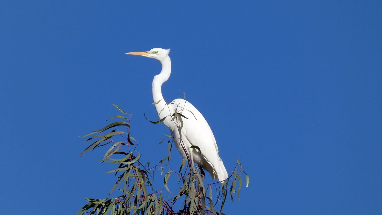 GARZA BLANCA  EN LA COMARCA DE LAS VEGAS ALTAS-LA SERENA     GREAT EGRET    (Ardea alba)  4K