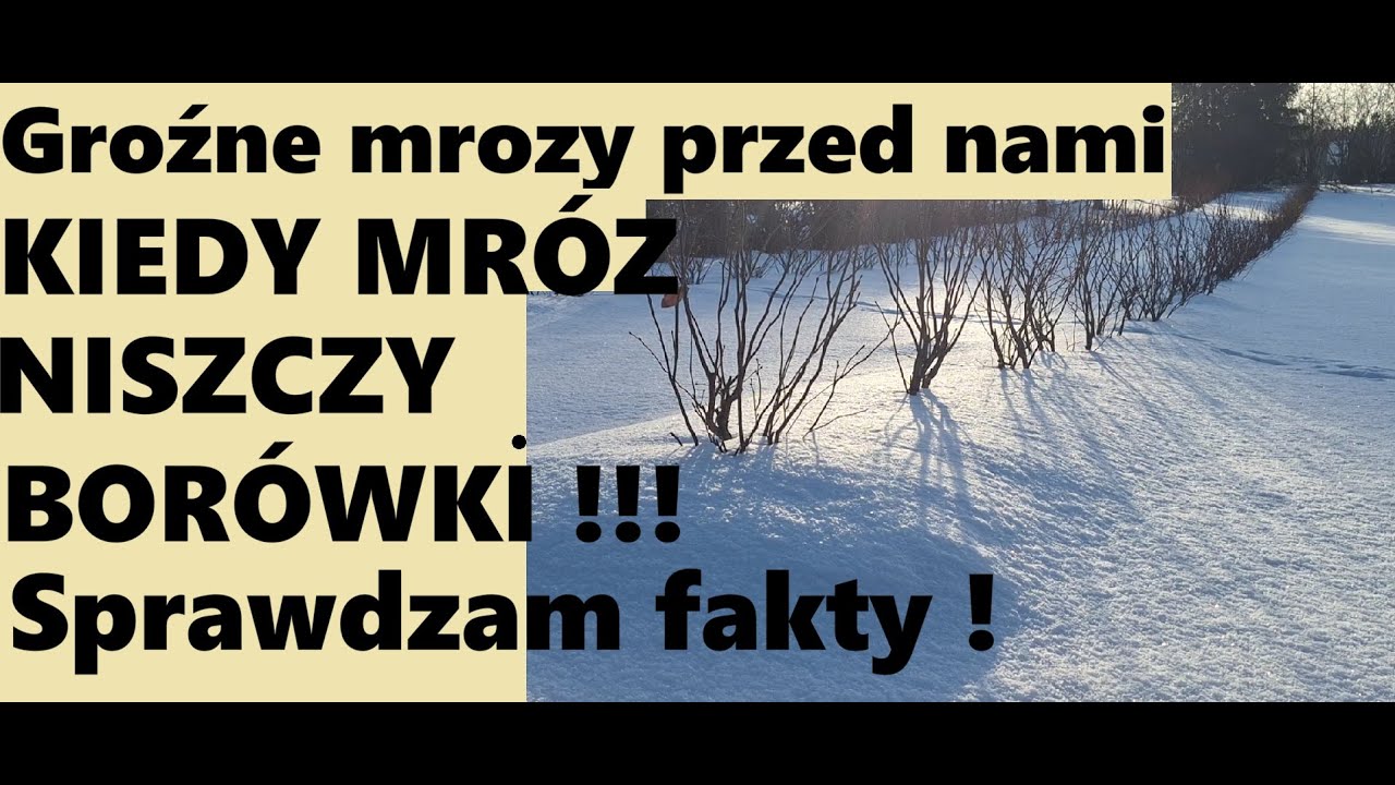Морозы и черника – нужно ли защищать кустарники?! Когда следует чего-то бояться? Проверьте факты!!!