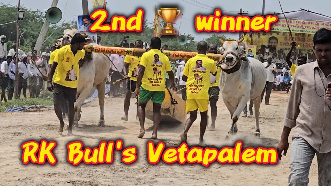 RK Bull's Lion and Narasimha 2nd 🏆Winner's in Prathipadu