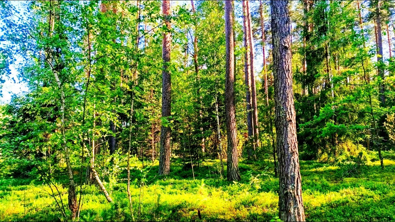 Спокойное пение птиц в глубине леса 🌿 Природная атмосфера для релаксации