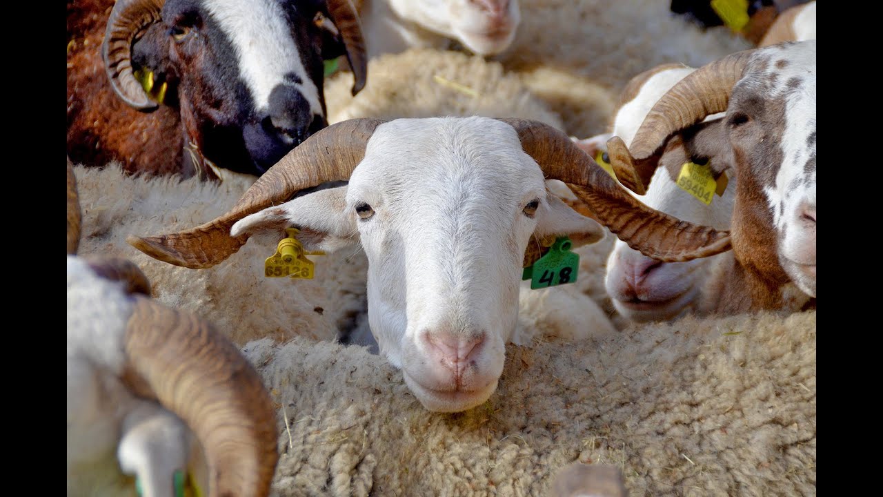 💛 La oveja ARANESA. Valle de Arán, Lleida 🐑🐑🐑🐑