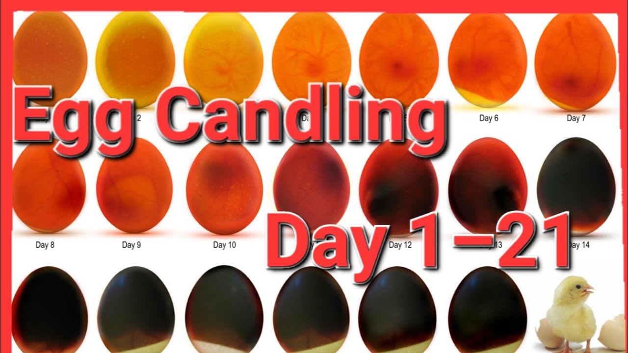 Egg candling day 1&ndash;21 || Egg hatching