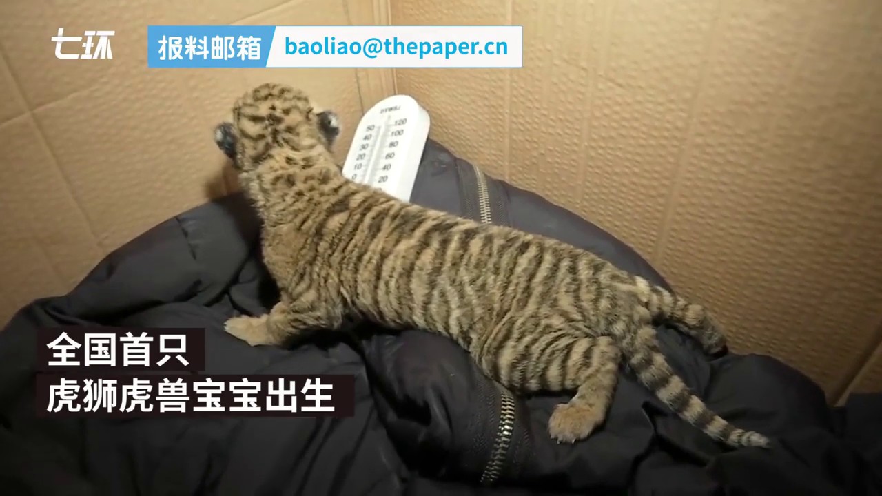 Chinese female liger mating with tiger gives birth to three cubs with two stillborn in Hubei