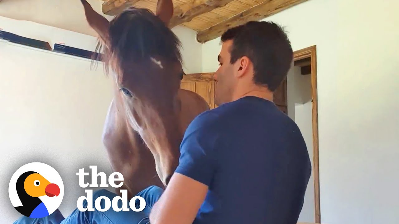 Horse Walks Into Her Dad's House For Pets | The Dodo