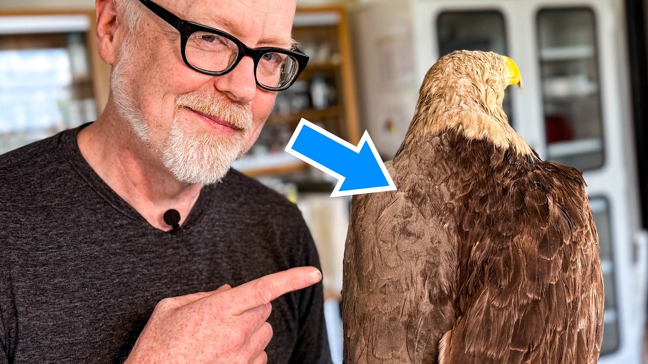 Restoring a Bald Eagle When Its Feathers Are Illegal