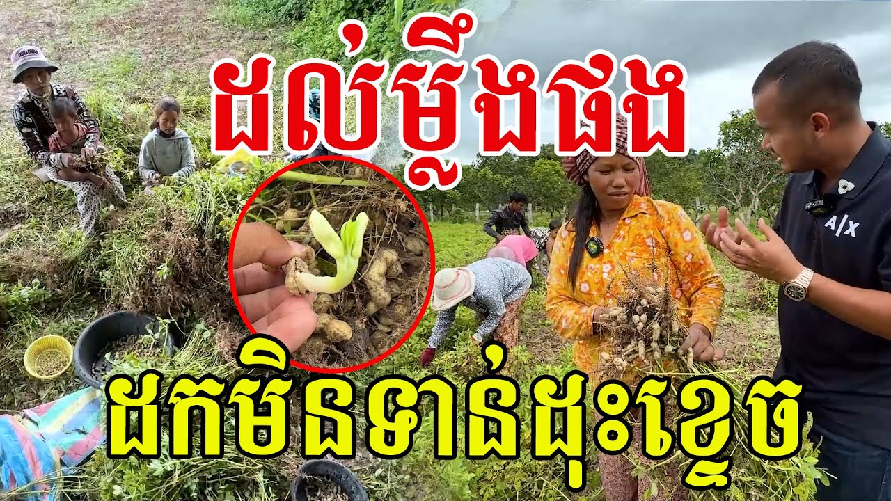 ដល់ម្លឹងផង ដកមិនទាន់ដុះខ្ទេច ស្រុកបងប្អូនហៅមើម ឬផ្លែ?