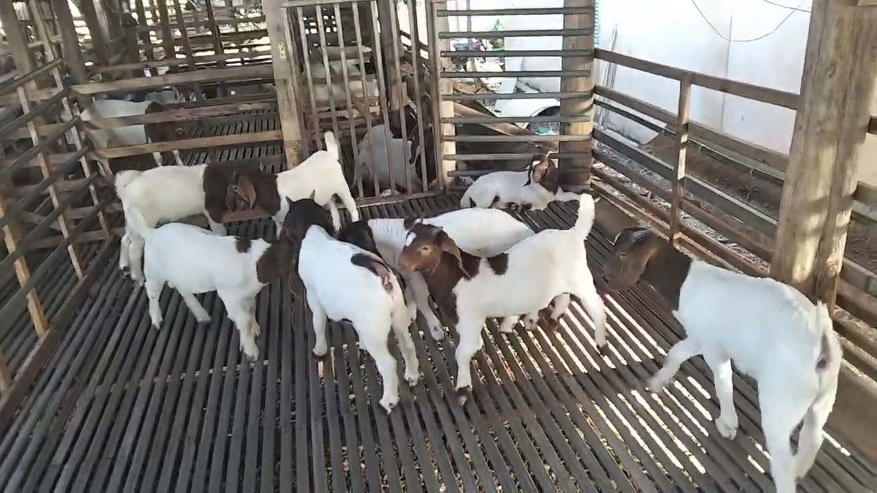 Giá Dê Đực Thịt Những Ngày Cuối Năm Tăng Nhẹ, Ngày 8-2-2026