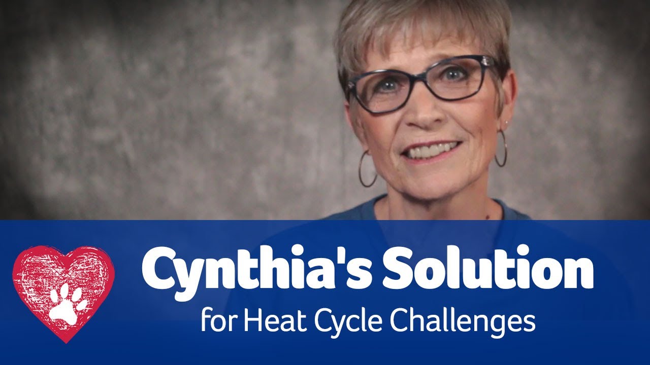 Dog Heat Cycle Challenges