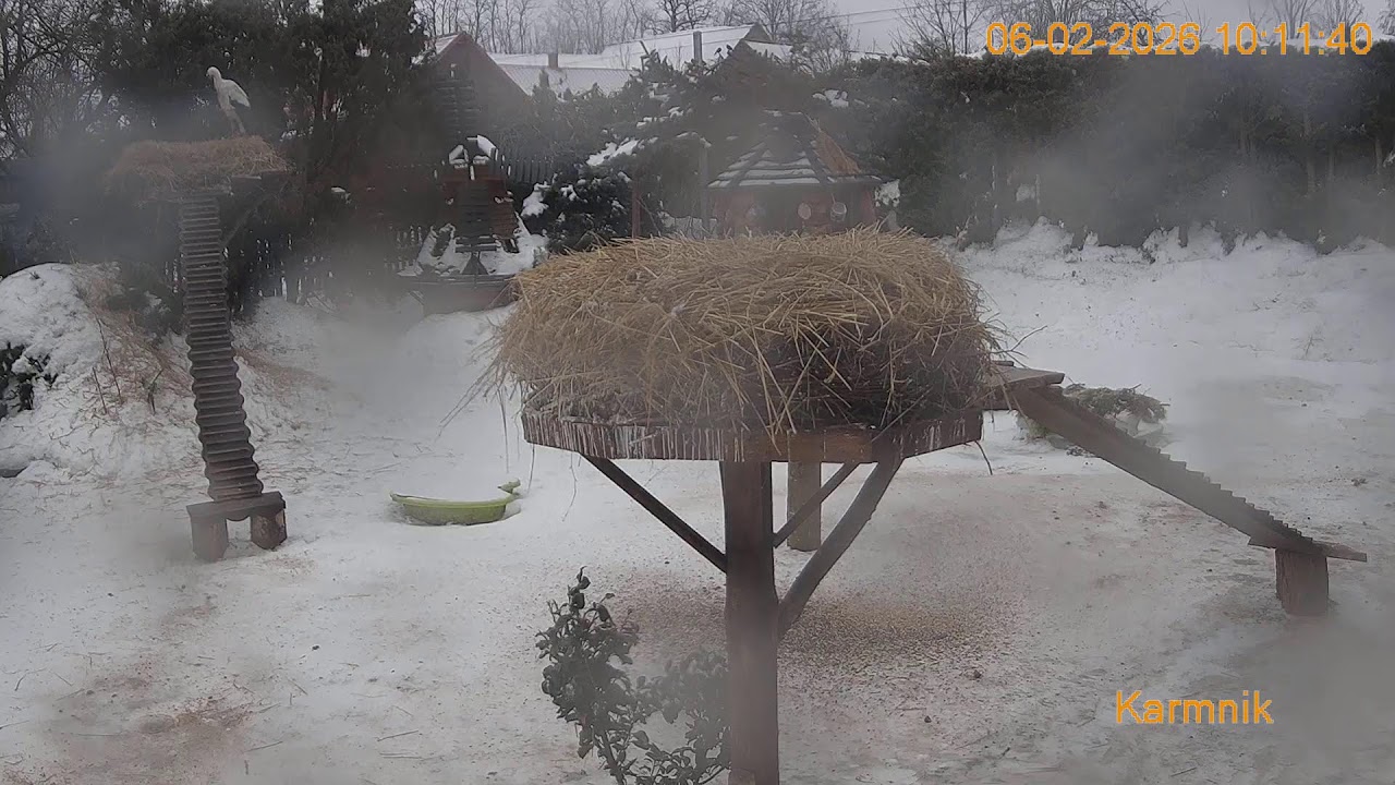 Gniazdo Bocianie pod Sokółką - na żywo.