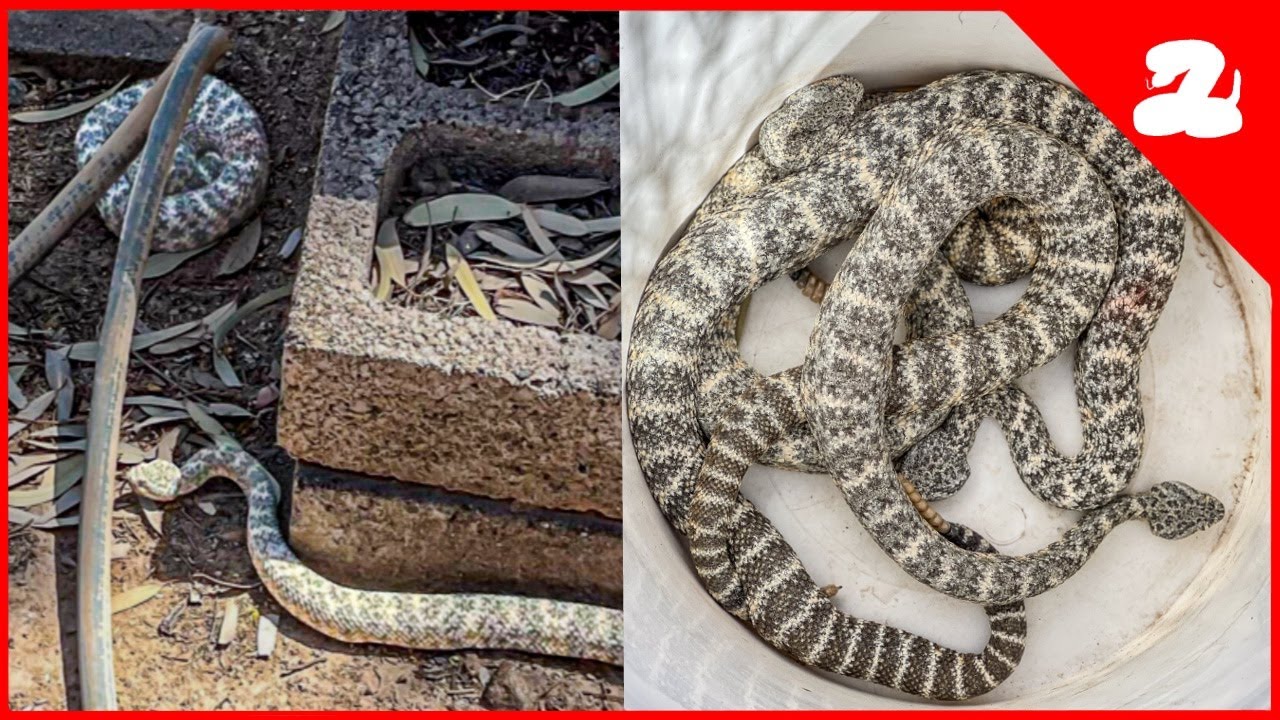 Marissa's Craziest Snake Call! THREE Speckled Rattlesnakes at One Home!