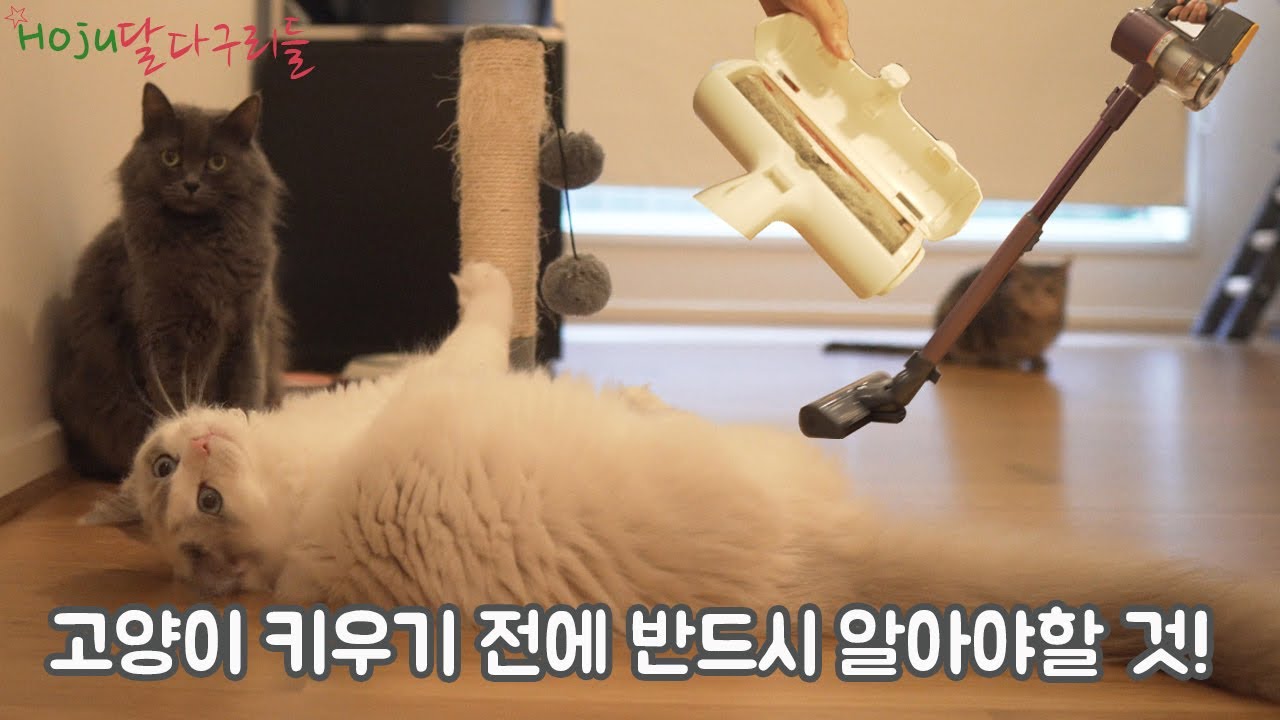 You Should Know Before Getting A Cat/Kitten (ENG SUB) Feat. LG Cordzero A9