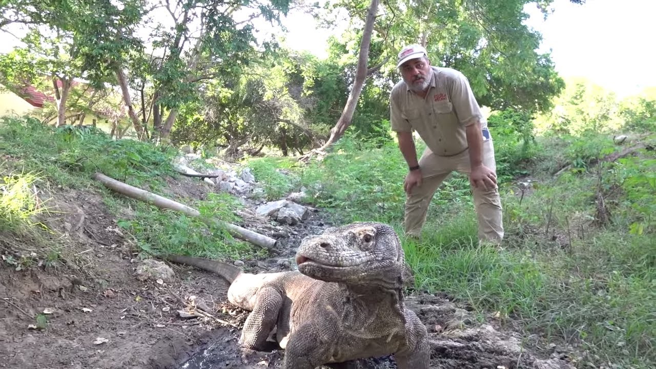 CRAZY KOMODO DRAGON ADVENTURE (Part 1) Prehistoric Pets Style