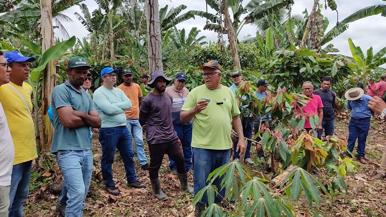 PARTE 04 - PROJETO CACAU 500 / Adubação de Cacaueiros em Desenvolvimento