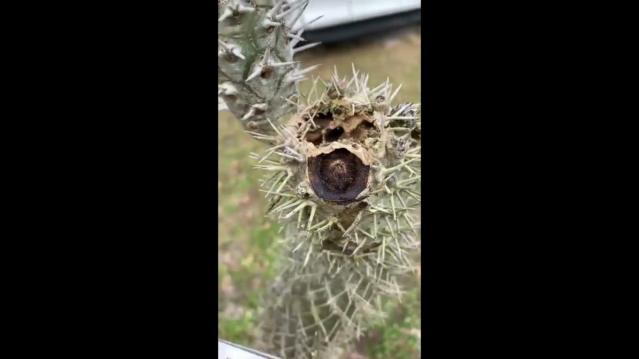 Identifying Frost Damage