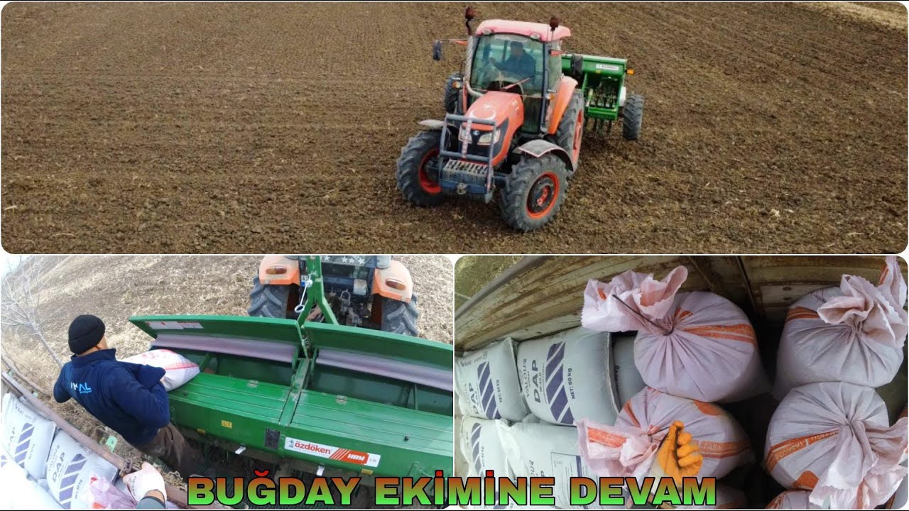 BUĞDAY EKİMİNE DEVAM