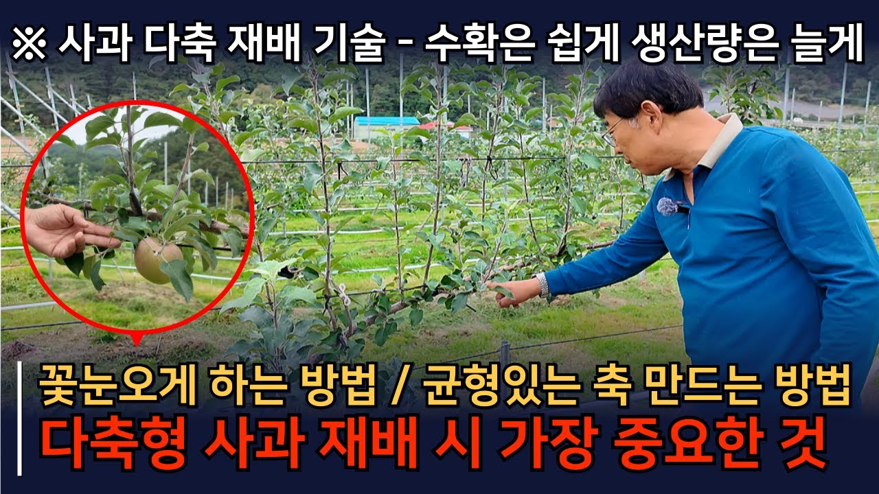 다축형 사과 재배 시, 꼭 신경써야 실패없이 성공할 수 있습니다. 사과다축재배기술