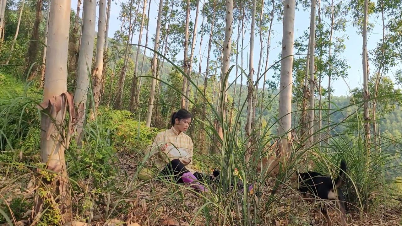 Adventure on a high hill: why do we have to cut bamboo to make goat pens?