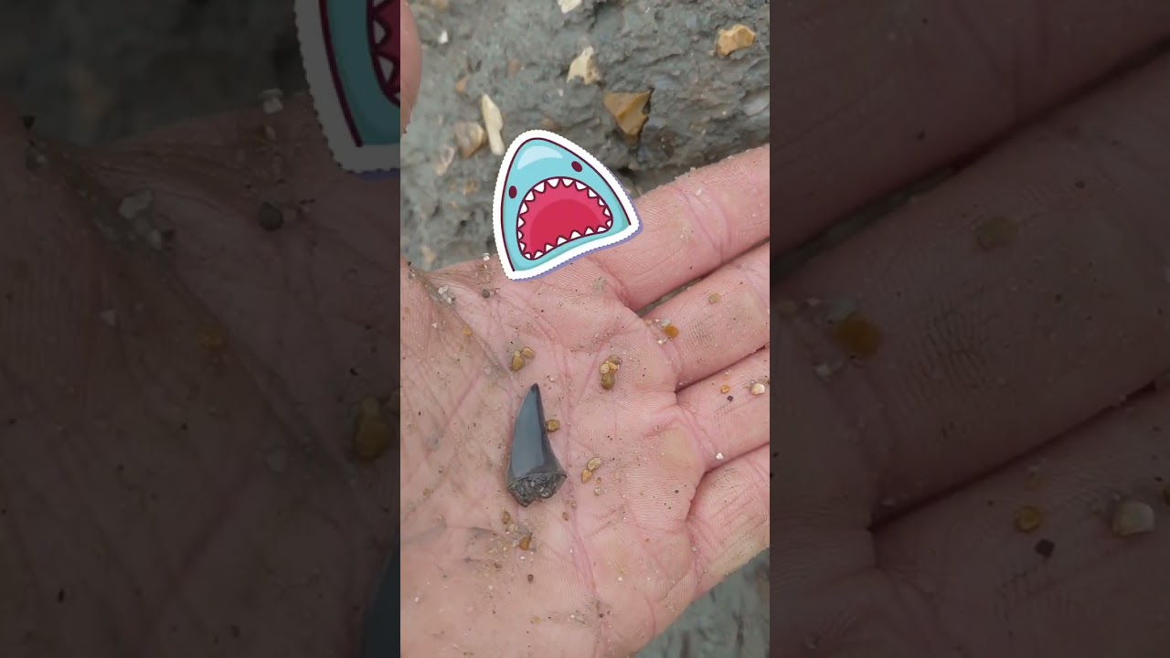 Fossil hunting for sharks teeth jurassic coast