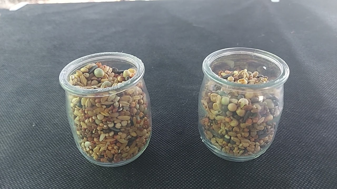 Tipos de alimentos para Palomos , Alimentalas bien un poco más se notara en el futuro