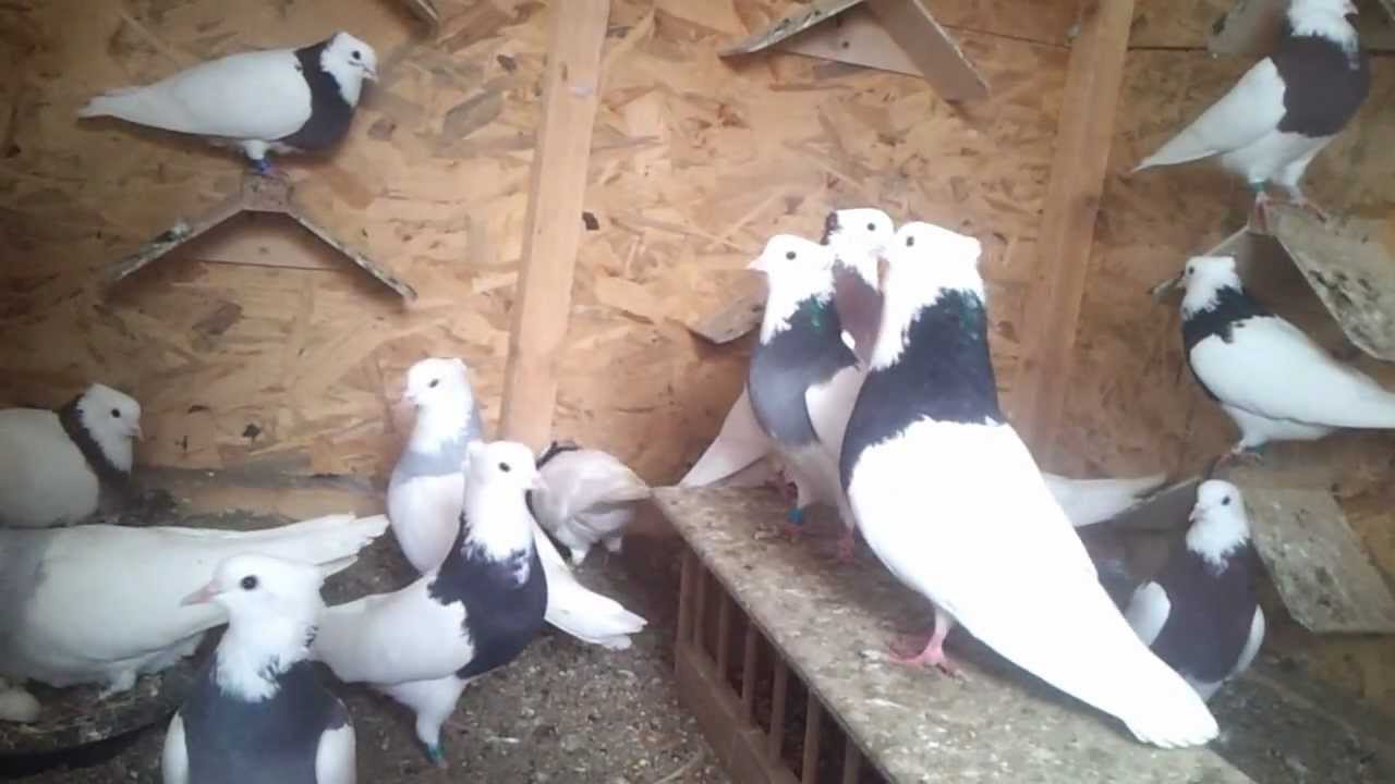 kotri irani pigeons hawler  kurdistan kafter irani