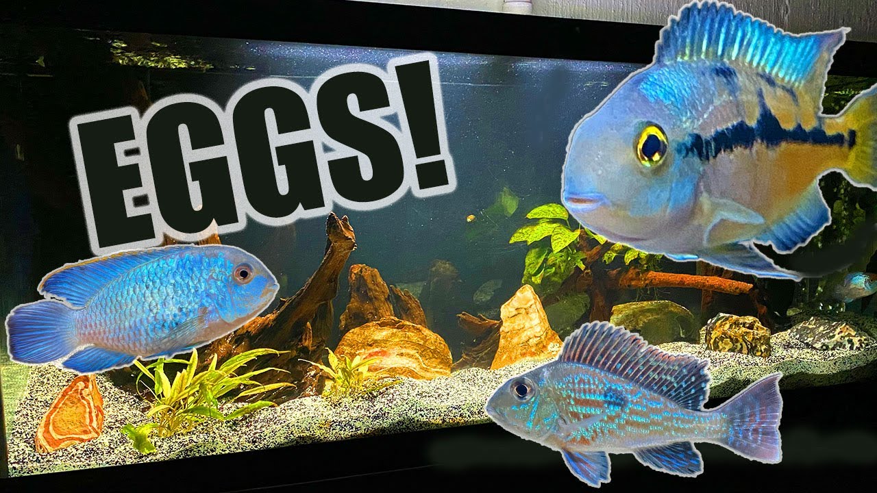 75 Gallon Aquarium | American Cichlids Update
