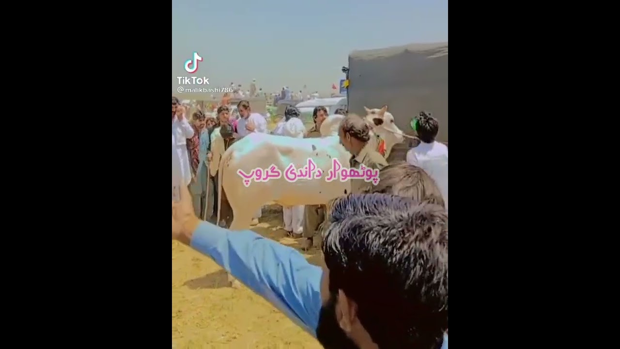 Qalandri 1