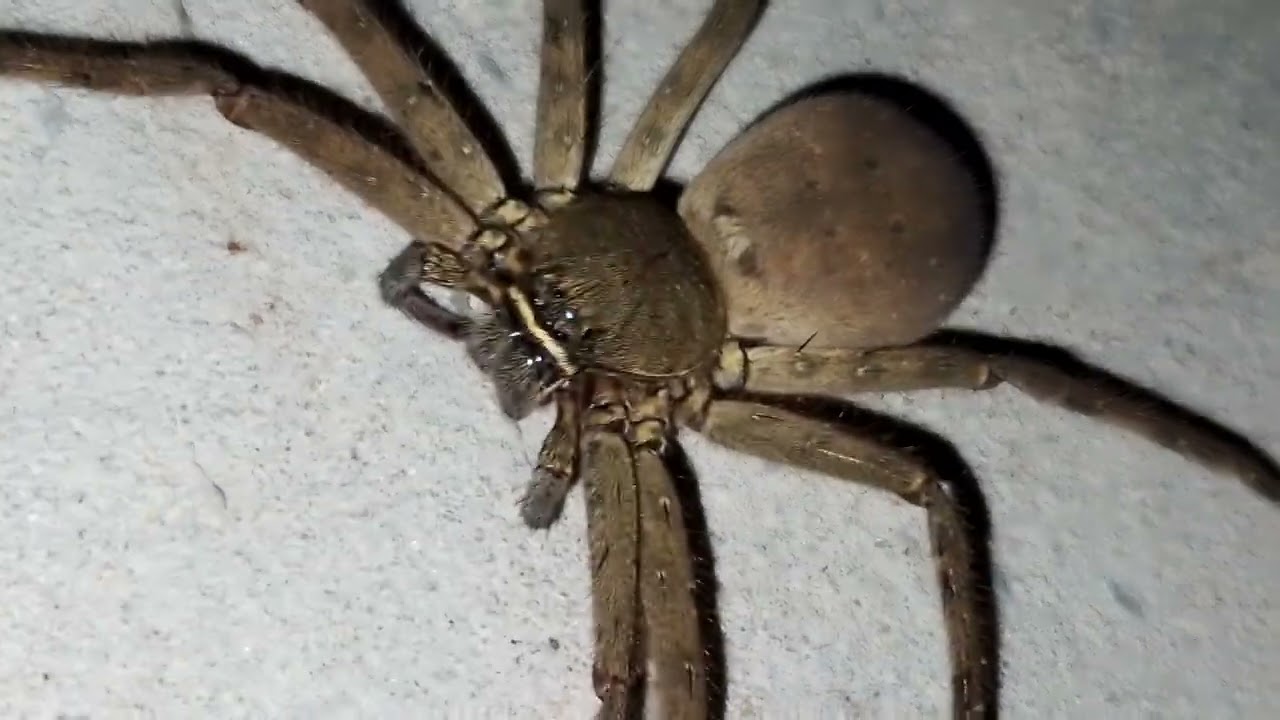 A  beautiful Spider