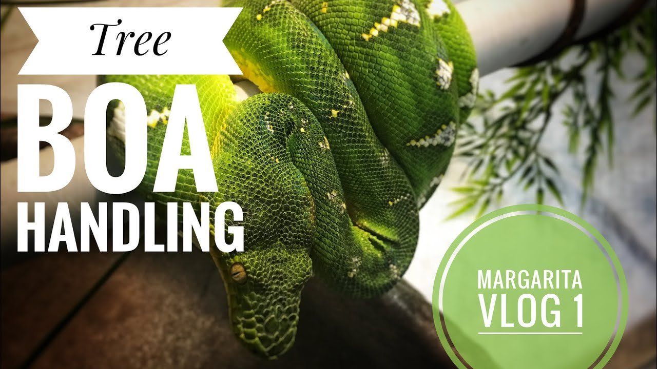 EMERALD TREE BOA HANDLING info vlog 1 aslo good for GREEN TREE PYTHONS
