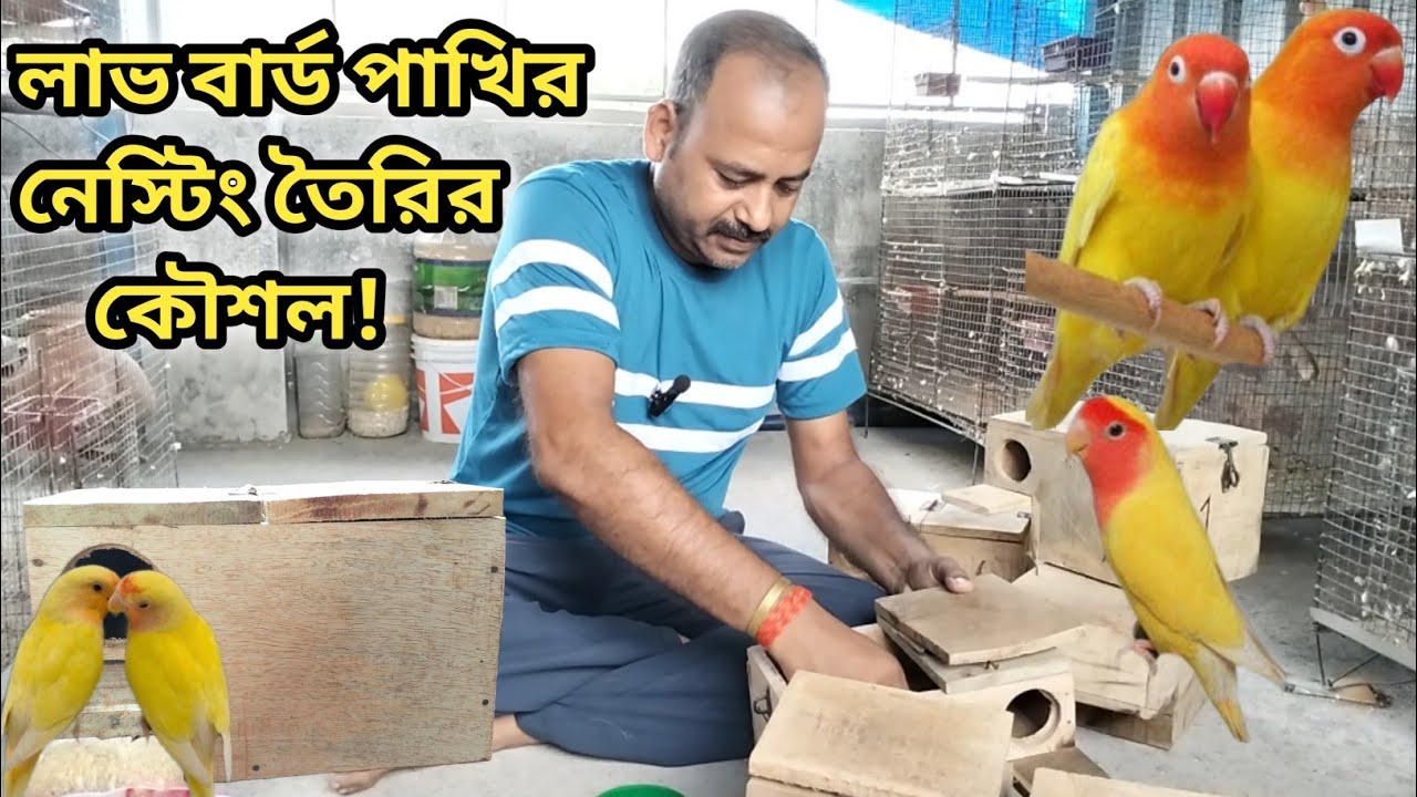How To Make Love Bird Breeding Box/🐦লাভ বার্ড পাখির নেস্টিং তৈরির কৌশল!/@tanay birds