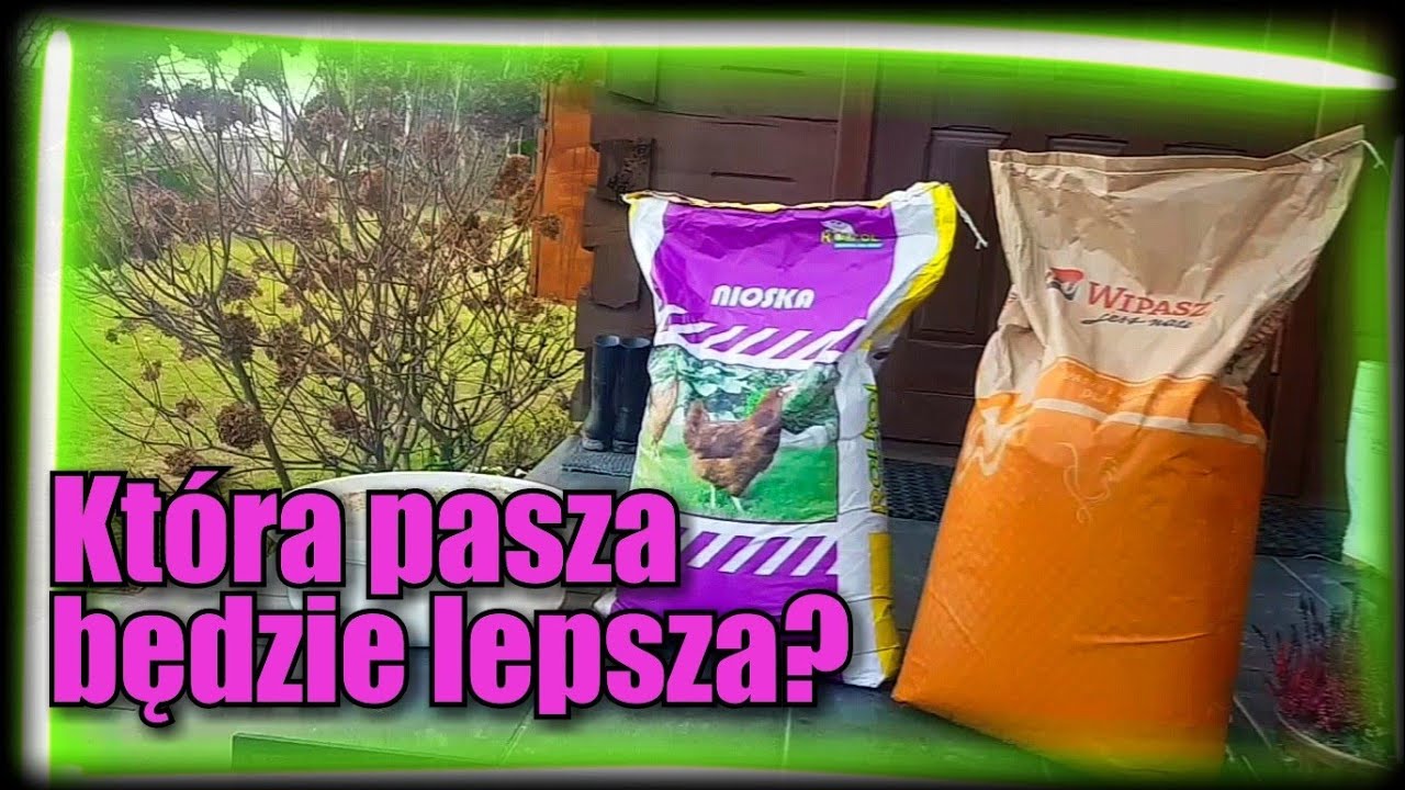 Kupiłem kurom inną paszę. Która będzie lepsza?