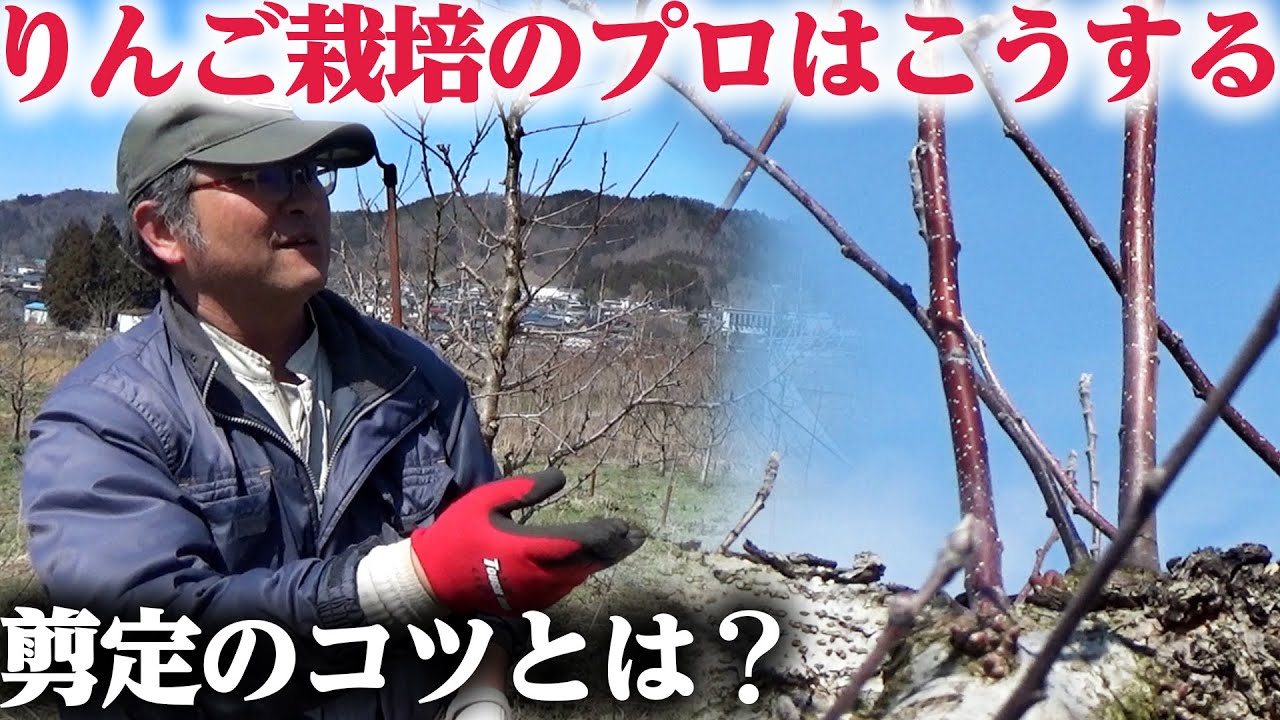 【船中農園】 りんご栽培のプロに剪定を教えてもらった