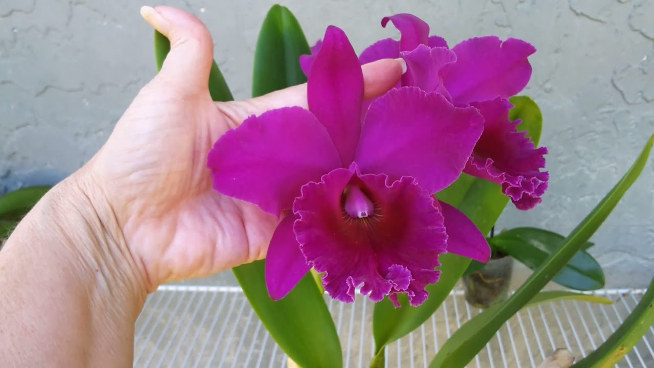 Blc George King Serendipity and King of Taiwan in bloom
