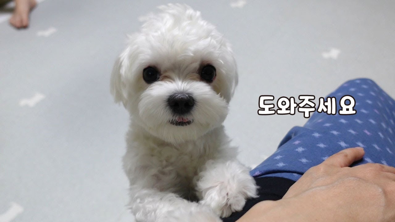 사고치고 혼날까 봐 겁먹은 강아지