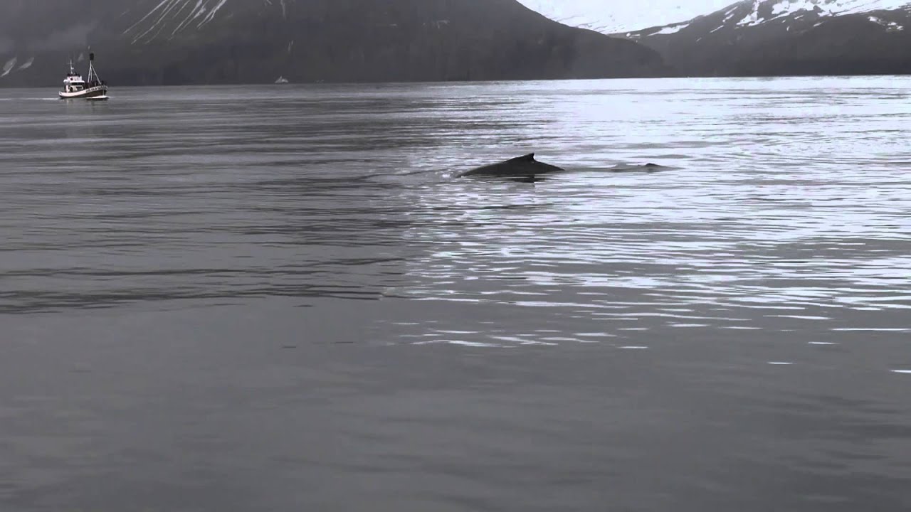 NIezwykly Swiat - Islandia - Wieloryby