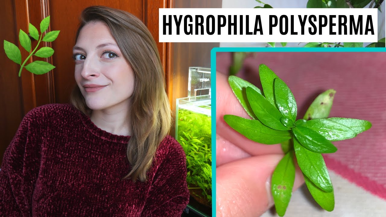TUTTO sull'Hygrophila polysperma 🌱 Scheda tecnica