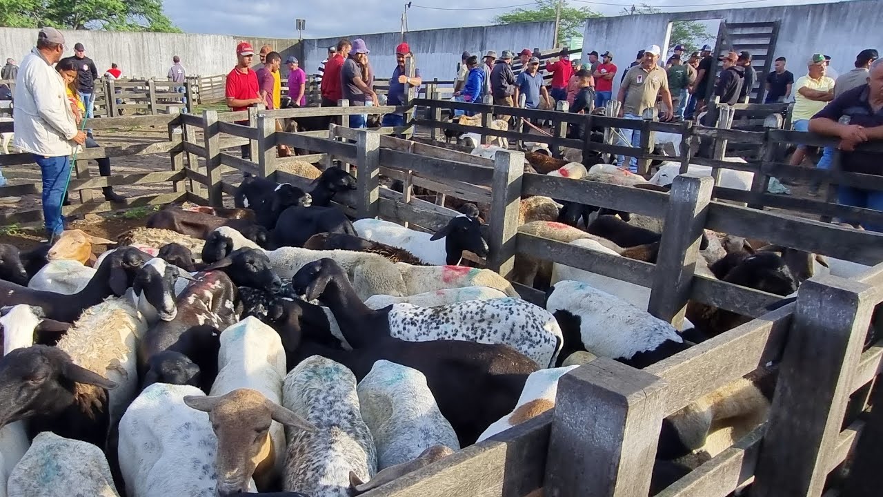 Feira de bode ovelhas cabras em cachoeirinha-Pe 05-03-2026 muitas criações 
