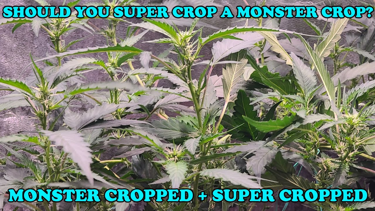 MONSTER CROPPED + SUPER CROPPED vs MONSTER CROPPED [WEEK 3 OF VEG]
