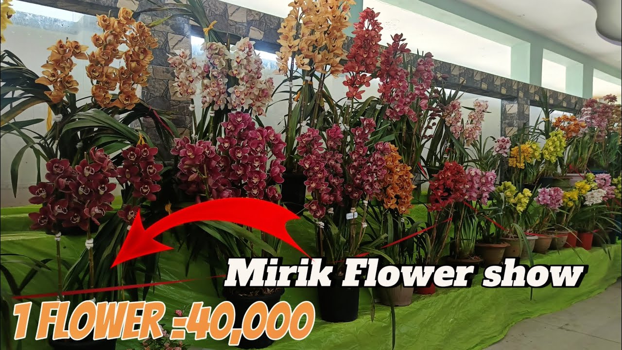 40,000 price rate of a single flower😱Mirik flower Show #cymbidium